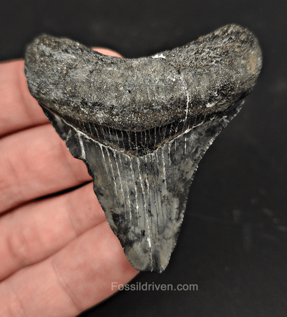 Authentic, 2.47" Fossil Megalodon Tooth - Venice, Florida - Fossil Driven