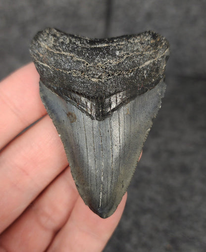 Authentic, 2.48" Fossil Megalodon Tooth - Venice, Florida - Fossil Driven