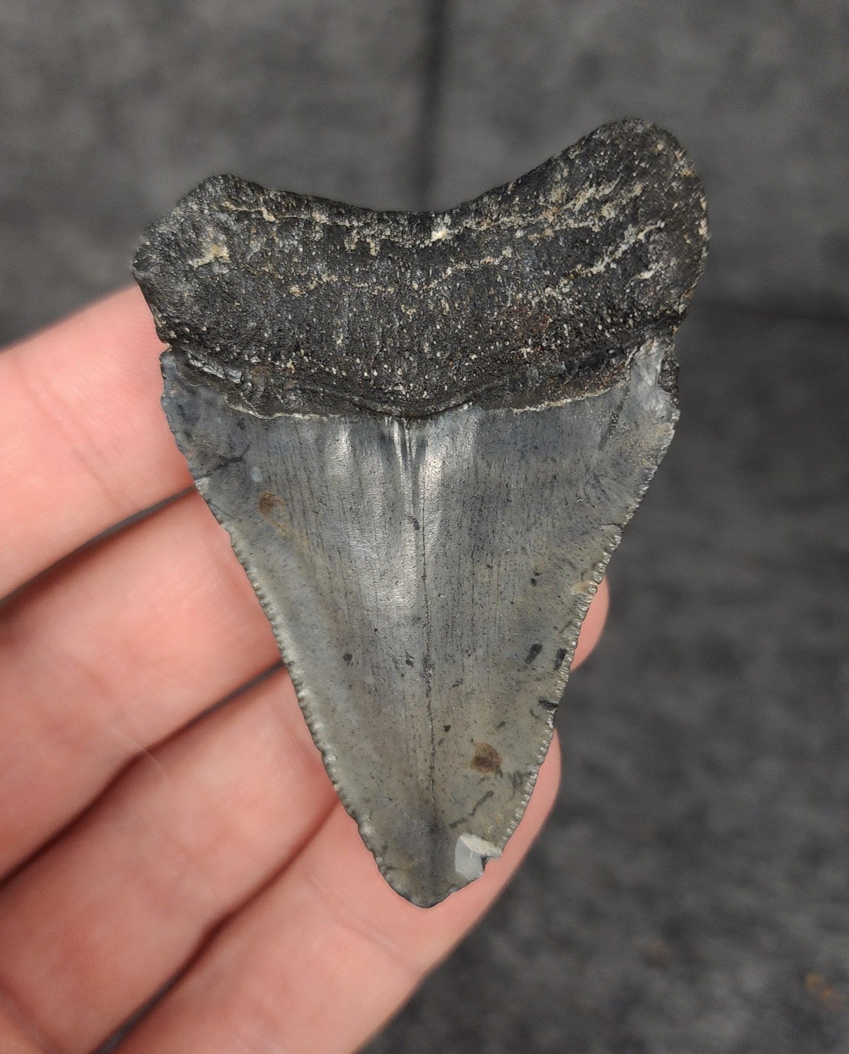 Authentic, 2.48" Fossil Megalodon Tooth - Venice, Florida - Fossil Driven