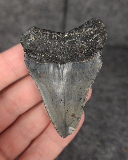 Authentic, 2.48" Fossil Megalodon Tooth - Venice, Florida - Fossil Driven