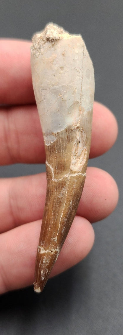 Authentic, 2.50" Plesiosaur Tooth - Morocco - Fossil Driven