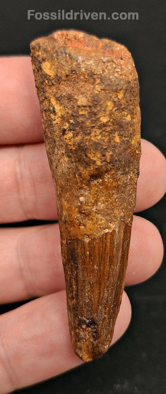 Authentic, 2.50" Spinosaurus Tooth - Real Dinosaur Tooth - Fossil Driven