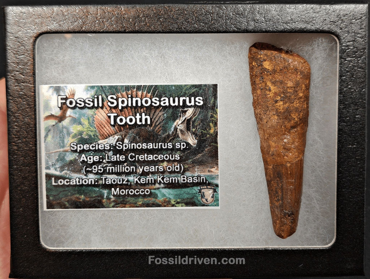 Authentic, 2.50" Spinosaurus Tooth - Real Dinosaur Tooth - Fossil Driven