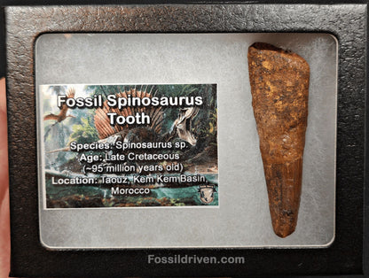 Authentic, 2.50" Spinosaurus Tooth - Real Dinosaur Tooth - Fossil Driven