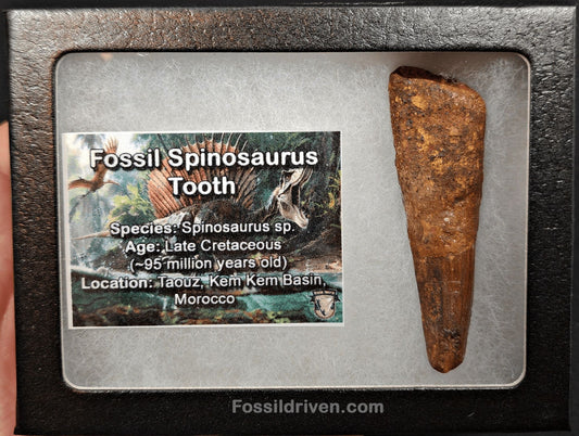 Authentic, 2.50" Spinosaurus Tooth - Real Dinosaur Tooth - Fossil Driven