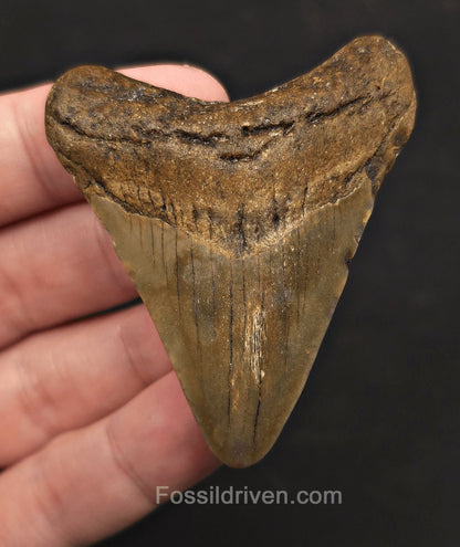 Authentic, 2.51" Fossil Megalodon Tooth - Meg Ledge, North Carolina - Fossil Driven