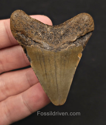 Authentic, 2.51" Fossil Megalodon Tooth - Meg Ledge, North Carolina - Fossil Driven