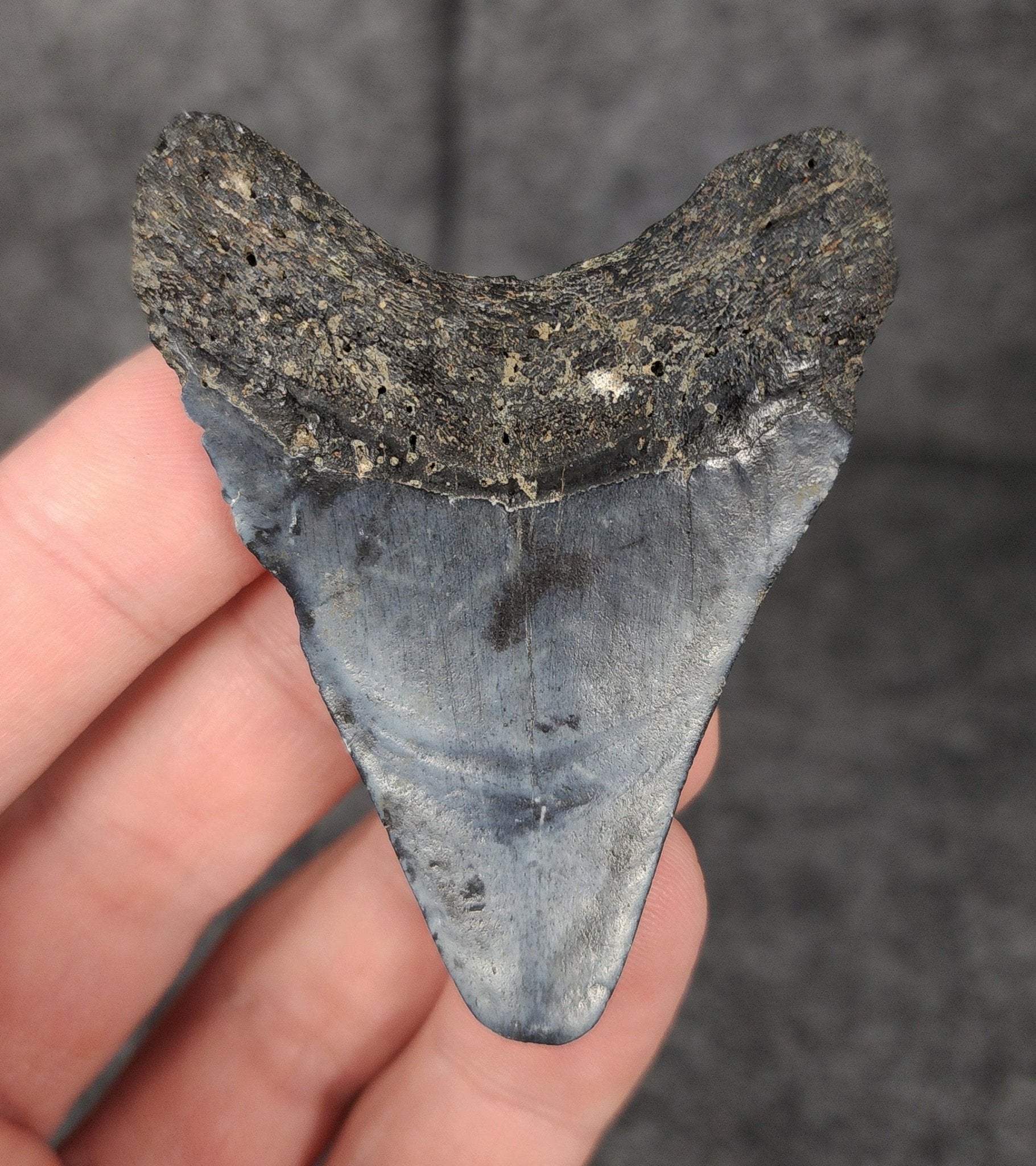 Authentic, 2.51" Fossil Megalodon Tooth - Venice, Florida - Fossil Driven
