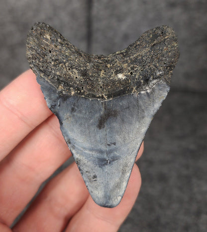 Authentic, 2.51" Fossil Megalodon Tooth - Venice, Florida - Fossil Driven