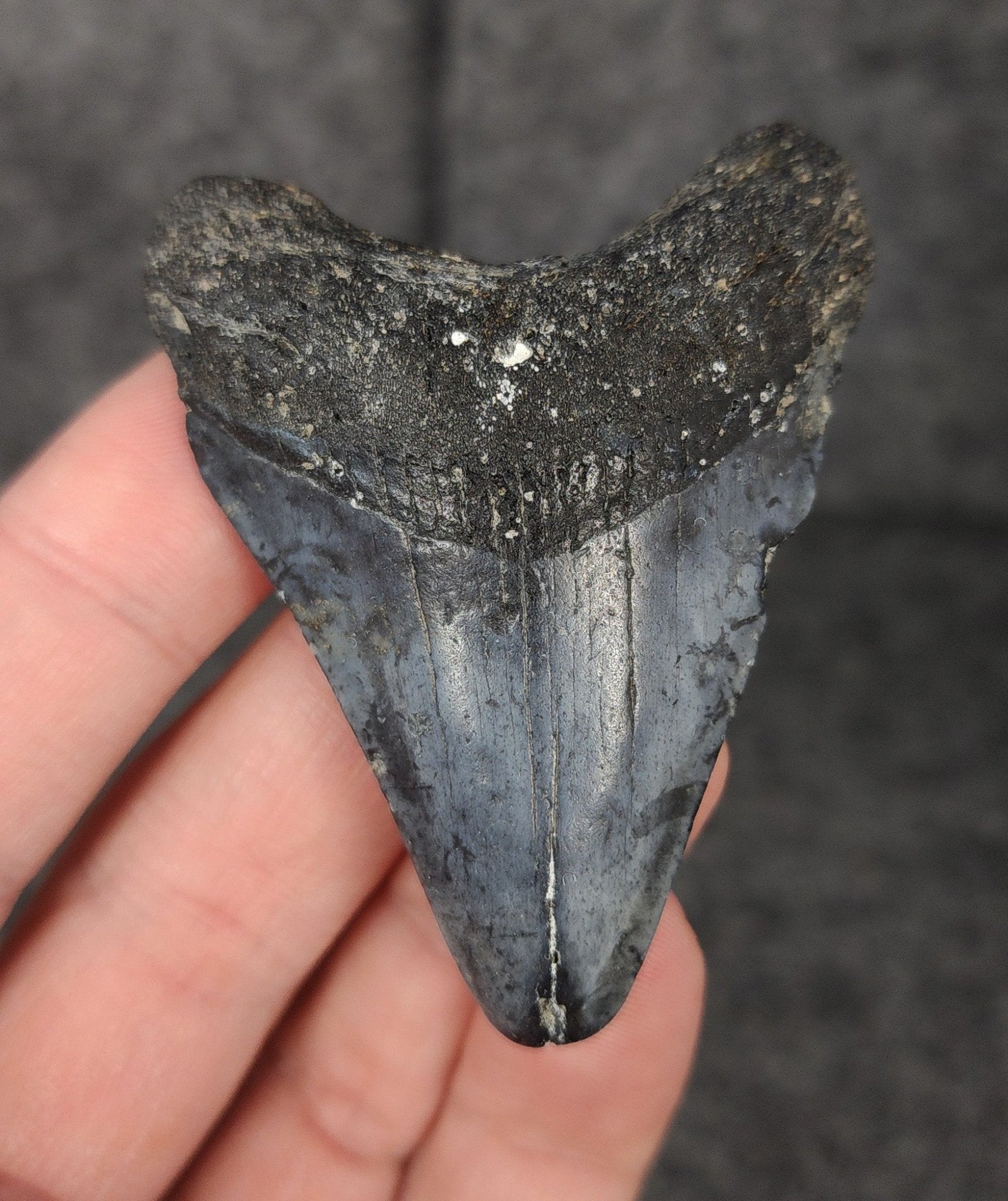 Authentic, 2.51" Fossil Megalodon Tooth - Venice, Florida - Fossil Driven