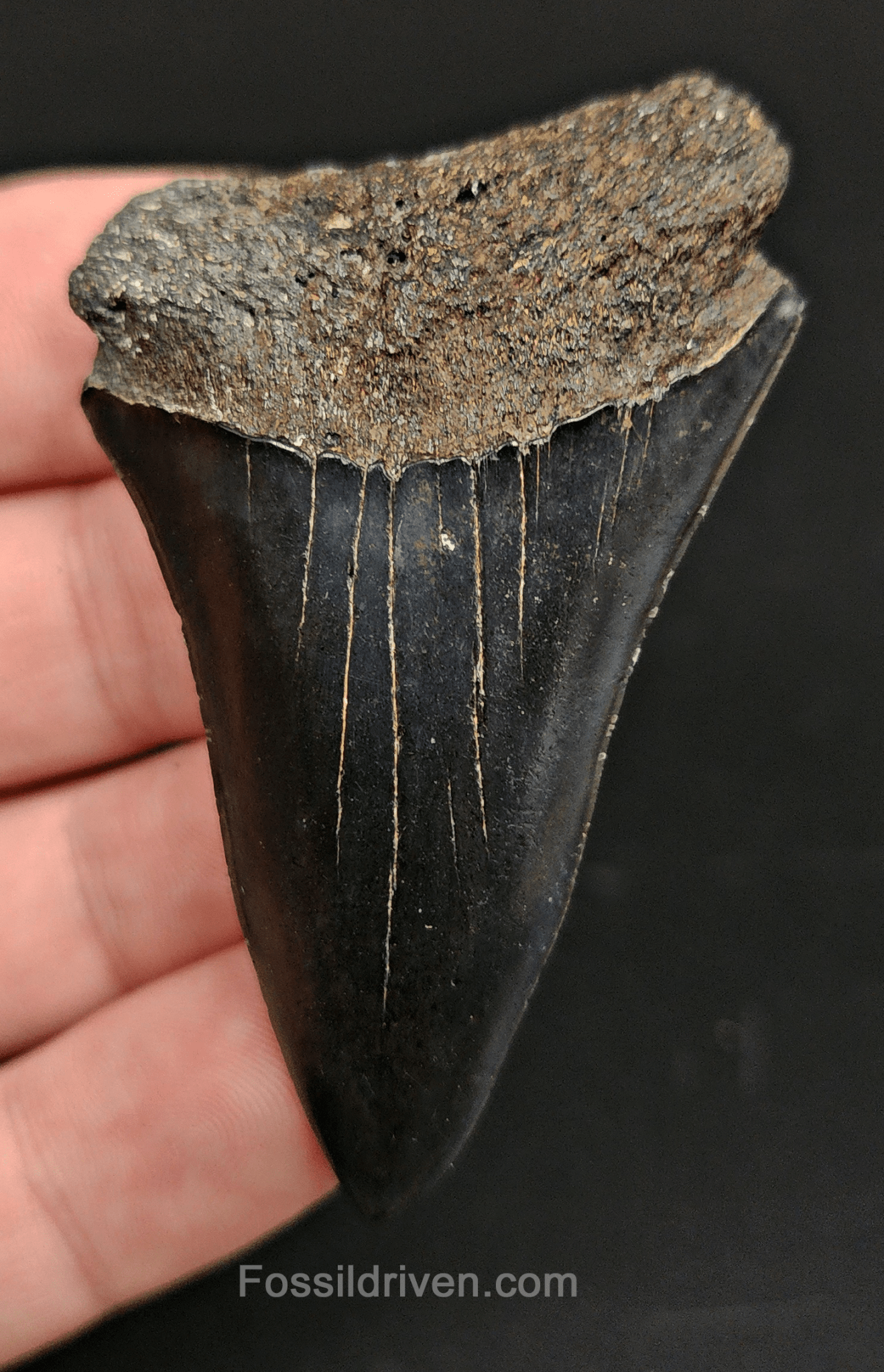 Authentic, 2.52" Fossil Mako Tooth - South Carolina - Fossil Driven
