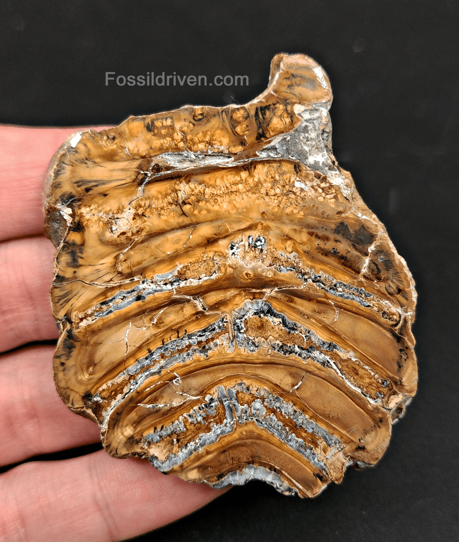 Authentic, 2.57" Polished Mammoth Tooth Slice - Siberia - Fossil Driven