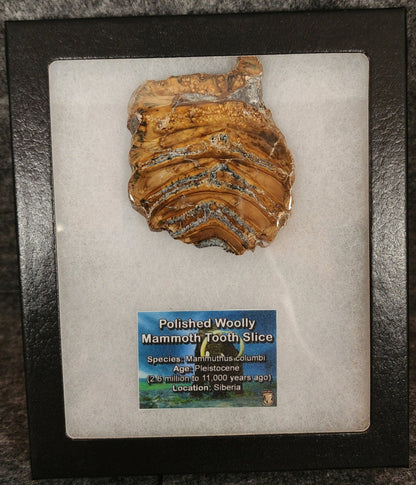 Authentic, 2.57" Polished Mammoth Tooth Slice - Siberia - Fossil Driven