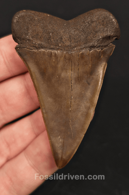 Authentic, 2.60" Fossil Mako Tooth - South East, Georgia - Fossil Driven