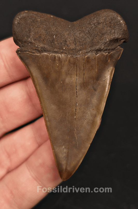 Authentic, 2.60" Fossil Mako Tooth - South East, Georgia - Fossil Driven