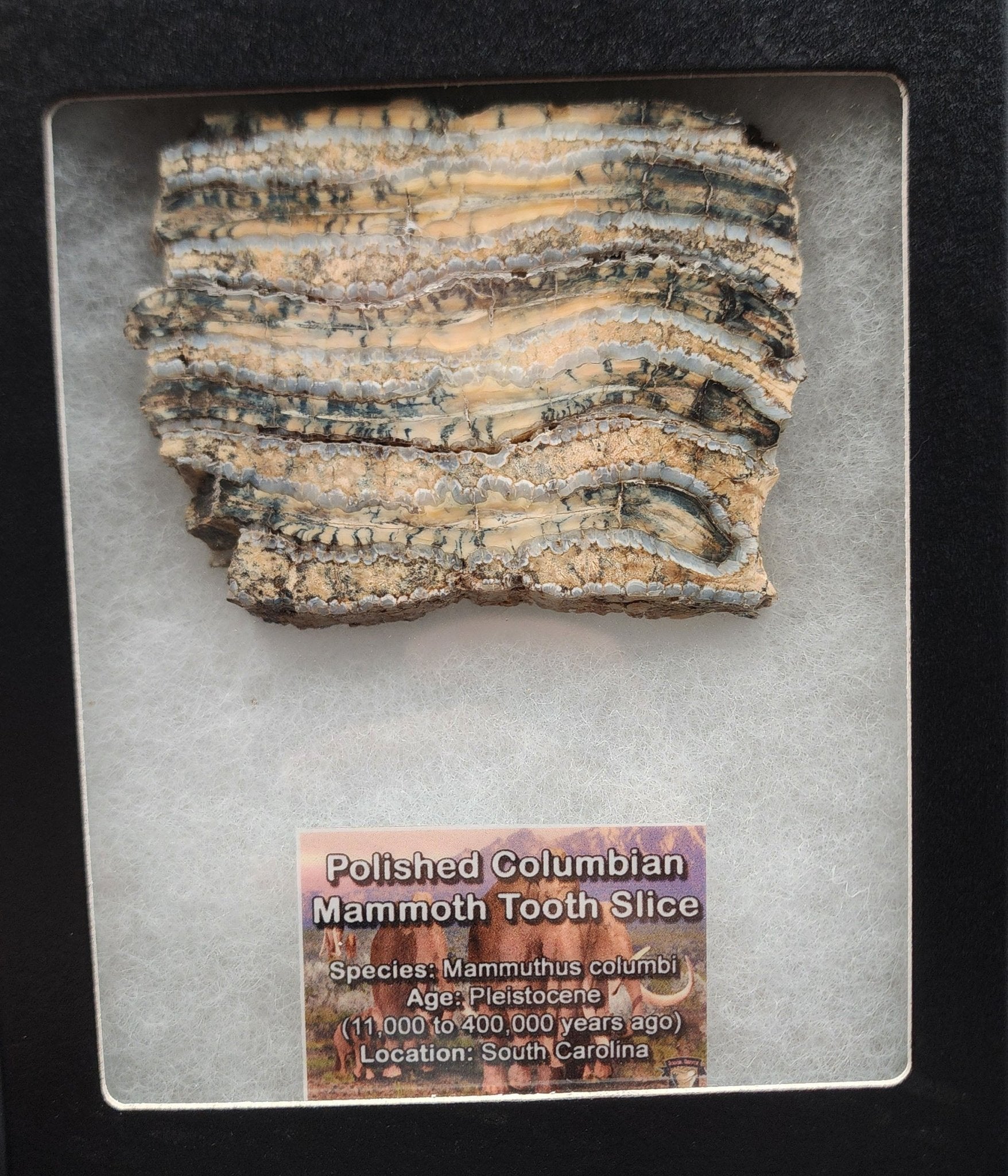 Authentic, 2.60" Polished Mammoth Tooth Slice - South Carolina - Fossil Driven