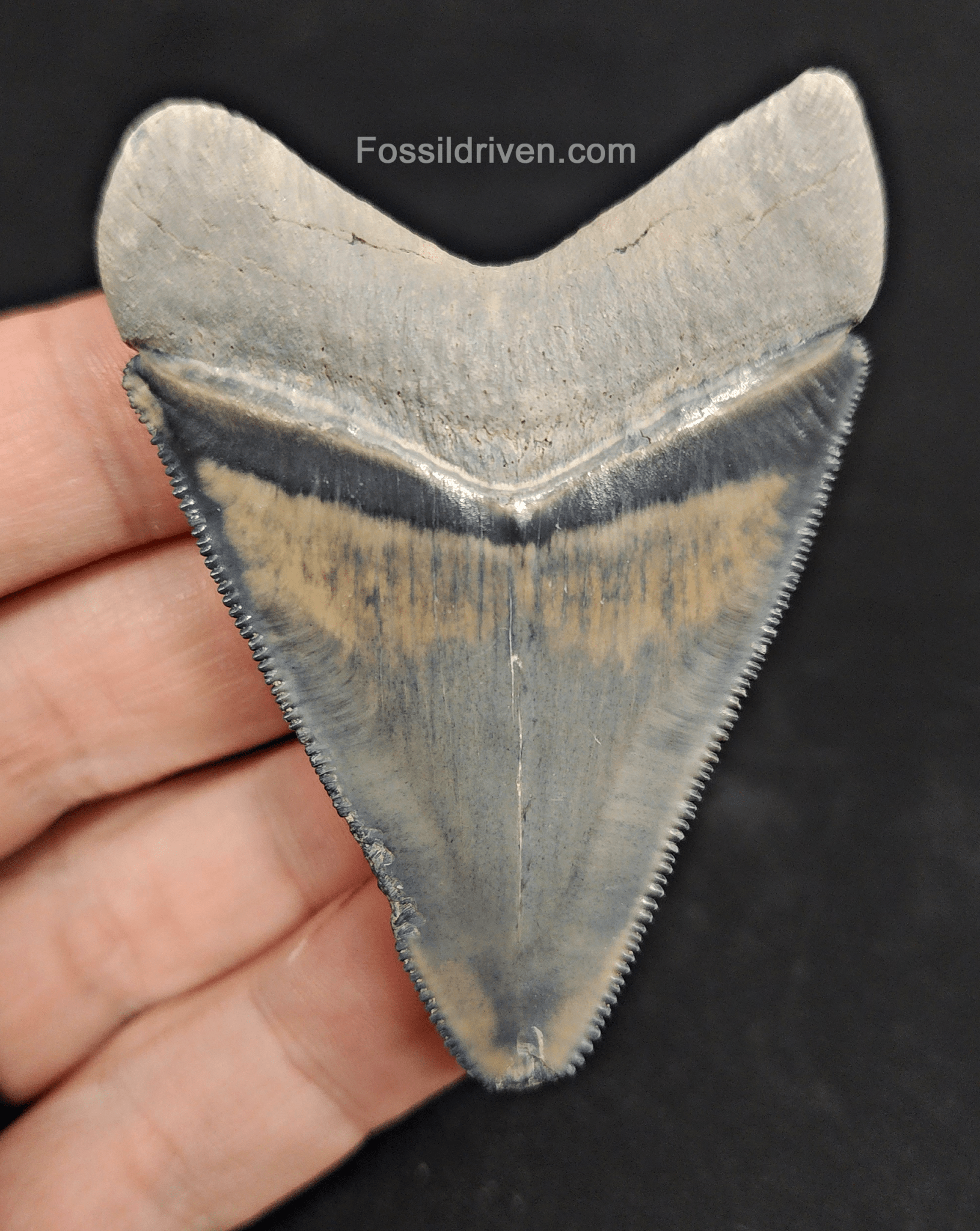 Authentic, 2.61" Fossil Megalodon Tooth - Bone Valley, Florida - Fossil Driven