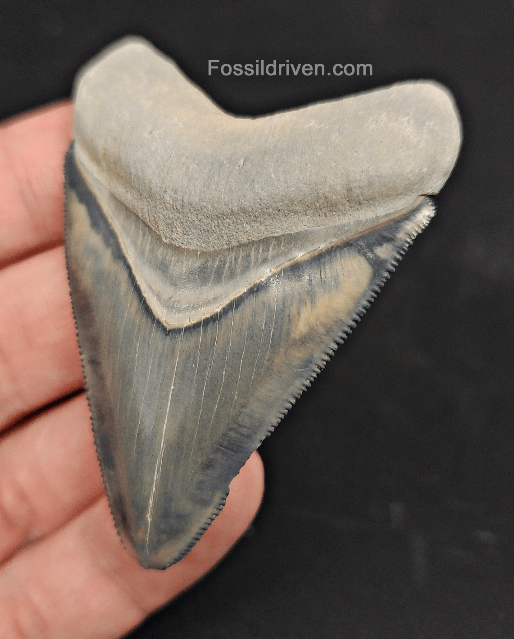 Authentic, 2.61" Fossil Megalodon Tooth - Bone Valley, Florida - Fossil Driven