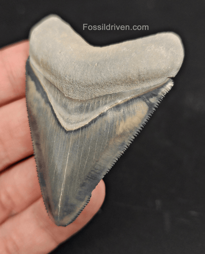 Authentic, 2.61" Fossil Megalodon Tooth - Bone Valley, Florida - Fossil Driven