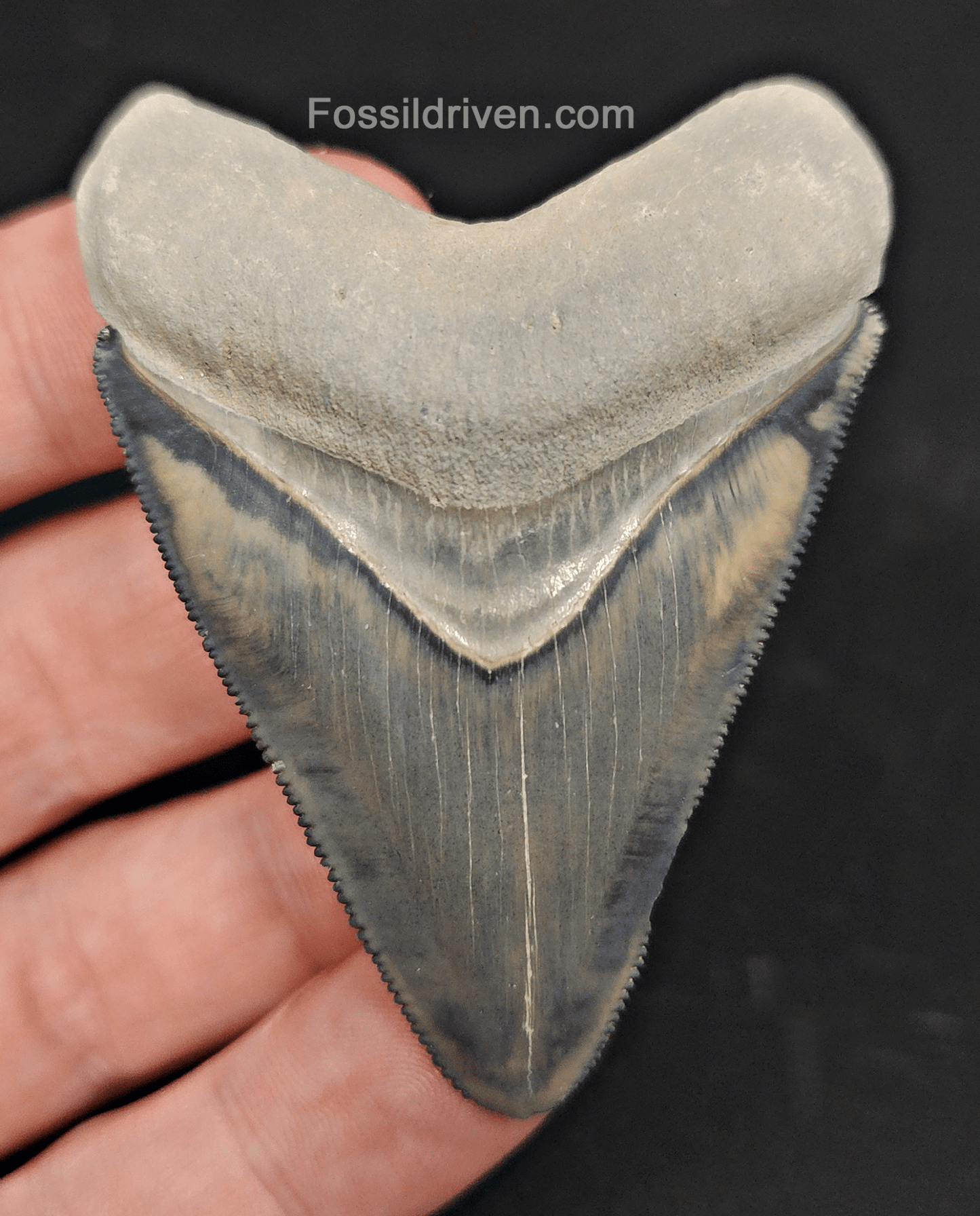 Authentic, 2.61" Fossil Megalodon Tooth - Bone Valley, Florida - Fossil Driven