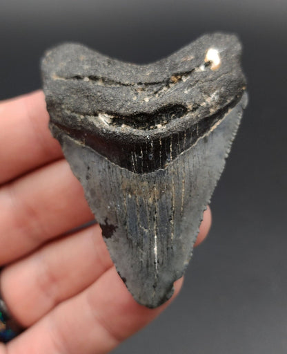 Authentic, 2.61" Fossil Megalodon Tooth - Venice, Florida - Fossil Driven