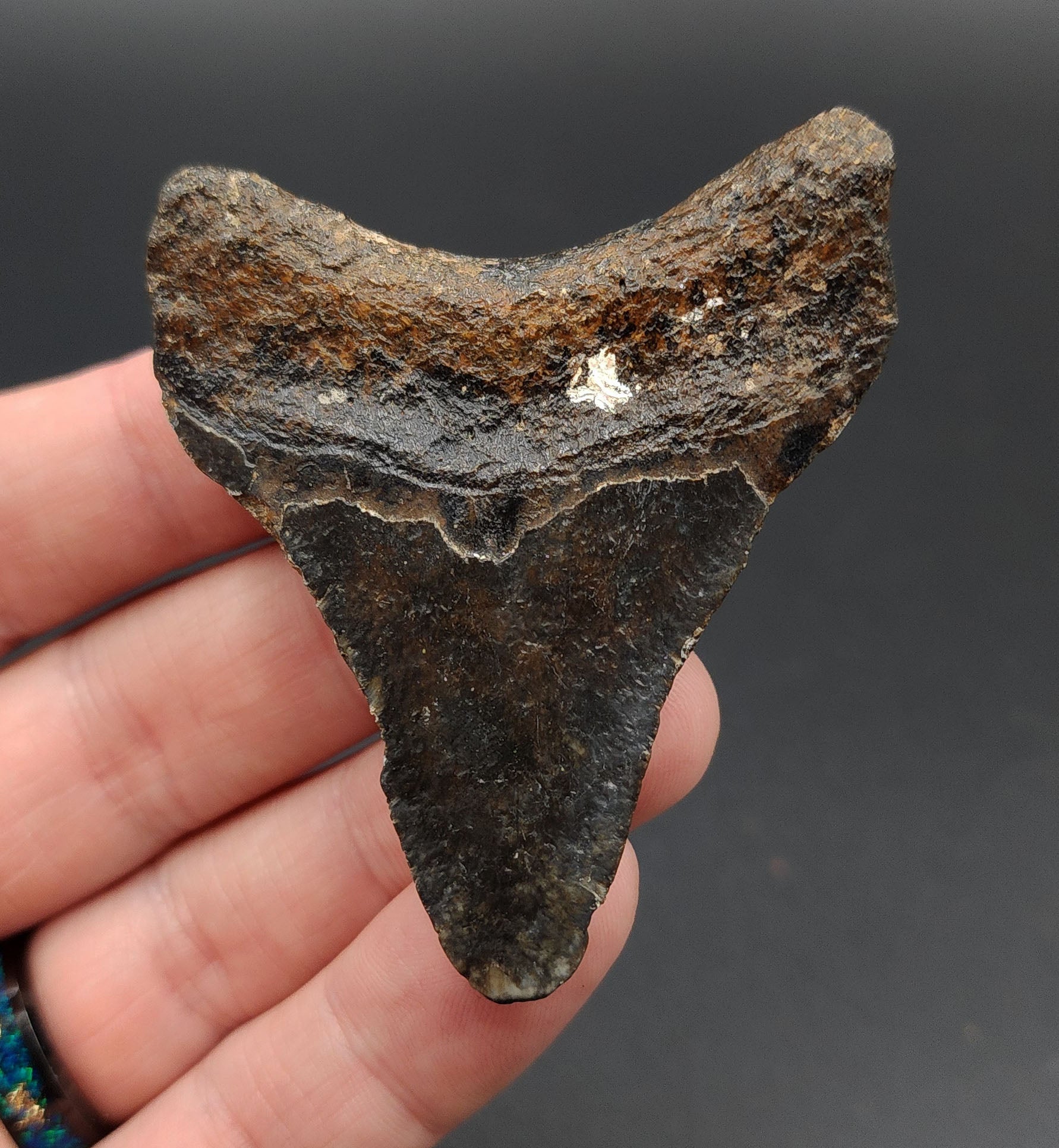 Authentic, 2.63" Fossil Megalodon Tooth - Venice, Florida - Fossil Driven