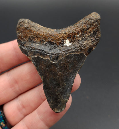 Authentic, 2.63" Fossil Megalodon Tooth - Venice, Florida - Fossil Driven