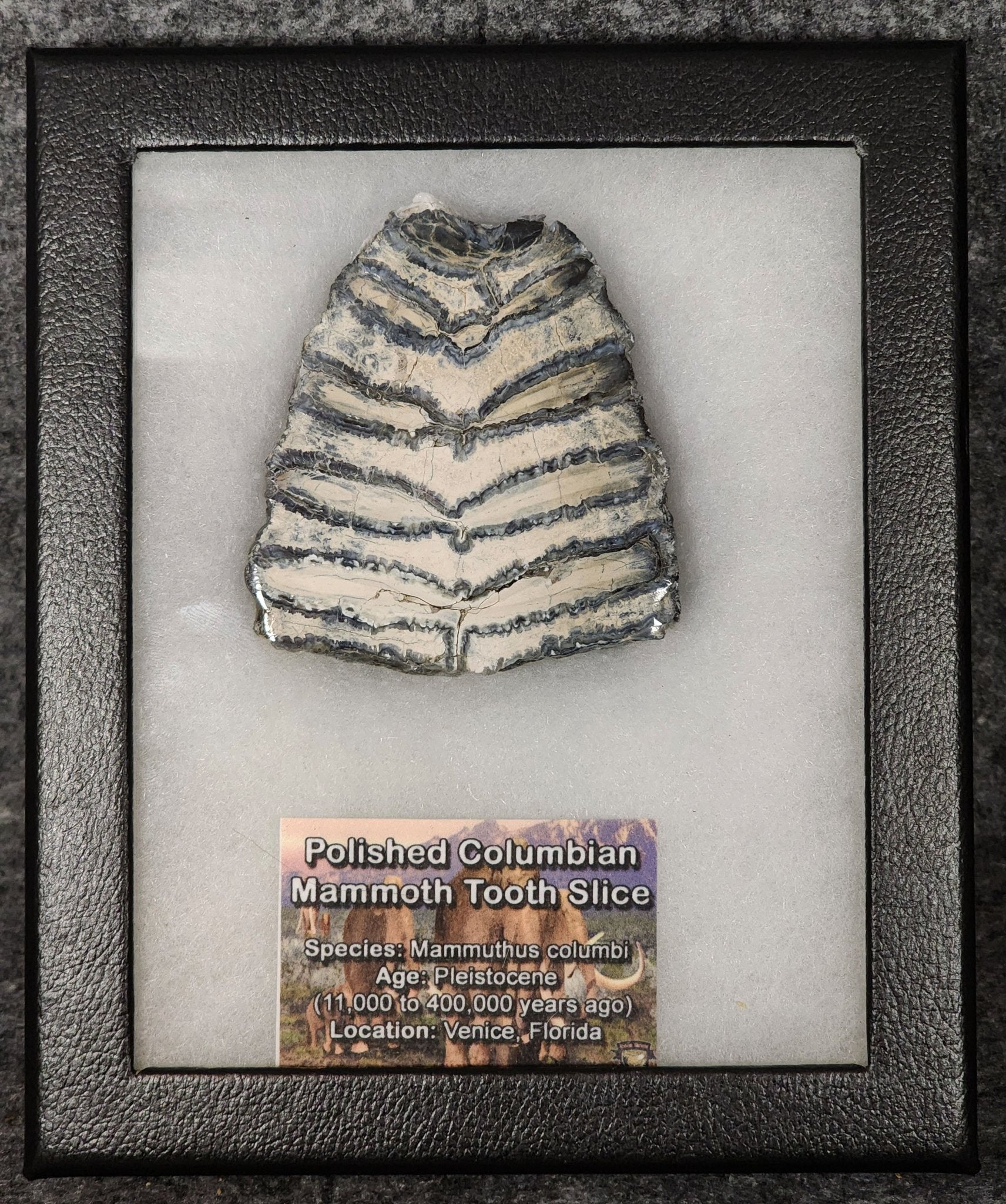 Authentic, 2.64" Polished Mammoth Tooth Slice - Venice, Florida - Fossil Driven