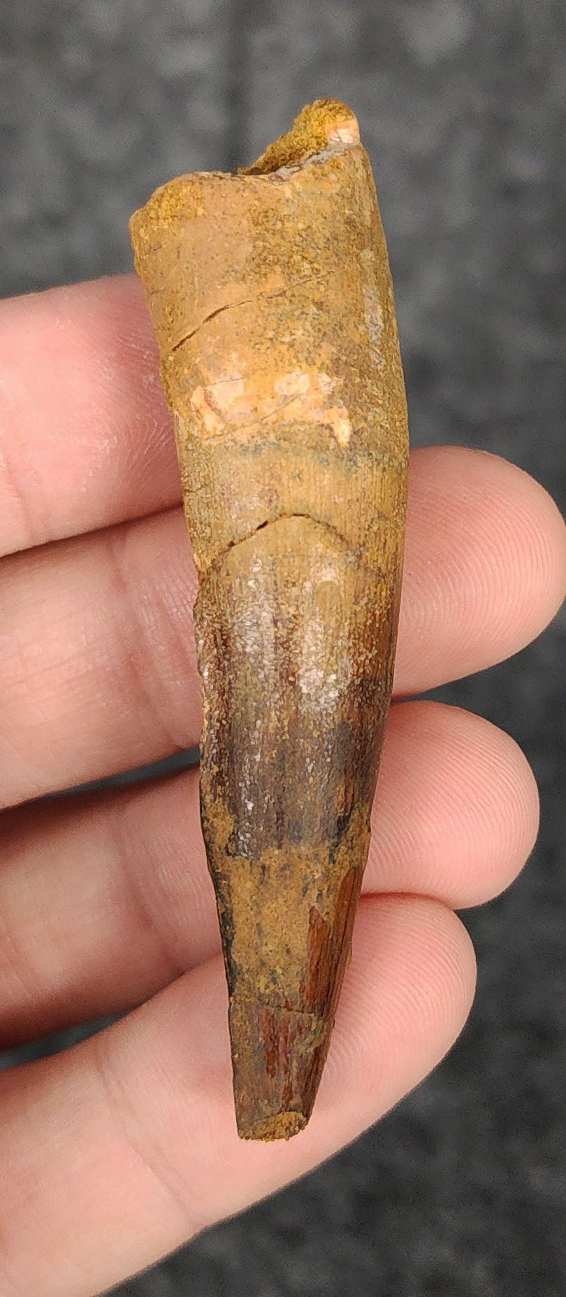 Authentic, 2.66" Spinosaurus Tooth - Real Dinosaur Tooth - Fossil Driven