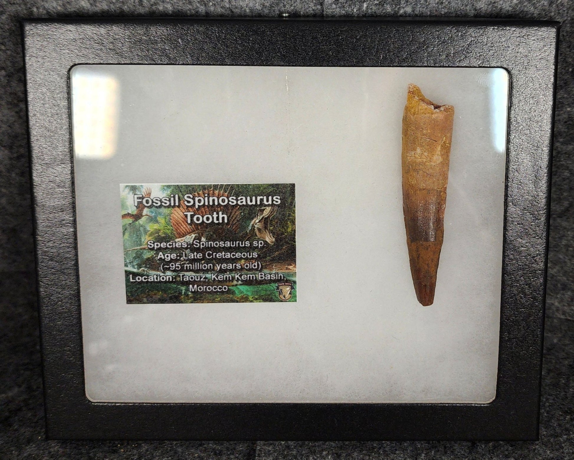 Authentic, 2.66" Spinosaurus Tooth - Real Dinosaur Tooth - Fossil Driven