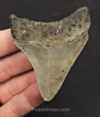 Authentic, 2.76" Fossil Megalodon Tooth - Meg Ledge, North Carolina - Fossil Driven