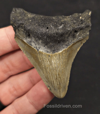 Authentic, 2.76" Fossil Megalodon Tooth - Meg Ledge, North Carolina - Fossil Driven