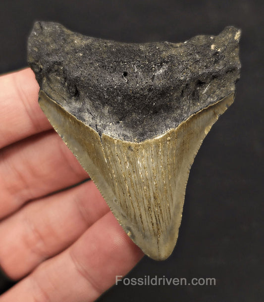 Authentic, 2.76" Fossil Megalodon Tooth - Meg Ledge, North Carolina - Fossil Driven