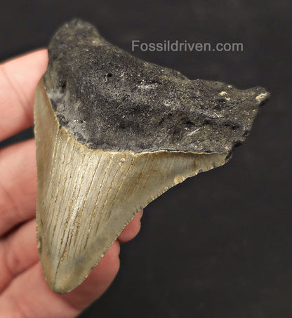 Authentic, 2.76" Fossil Megalodon Tooth - Meg Ledge, North Carolina - Fossil Driven