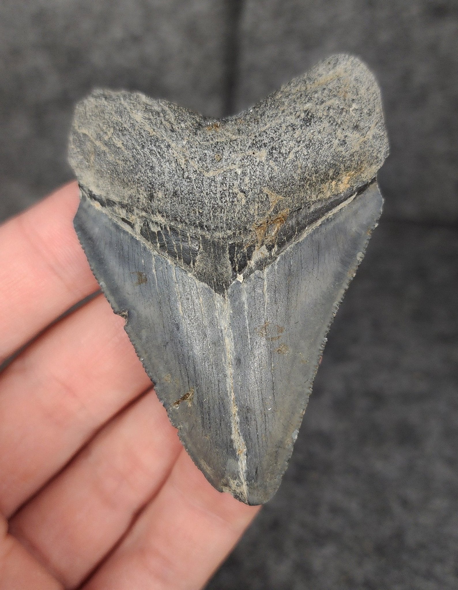 Authentic, 2.76" Fossil Megalodon Tooth - Venice, Florida - Fossil Driven