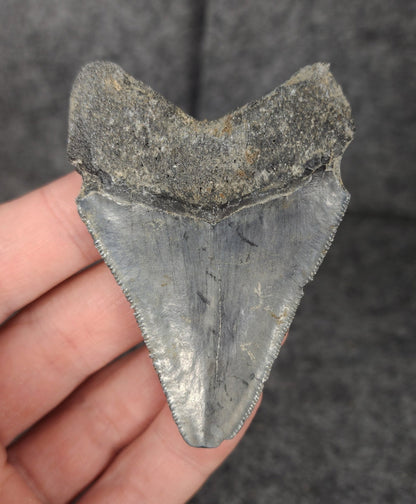 Authentic, 2.76" Fossil Megalodon Tooth - Venice, Florida - Fossil Driven