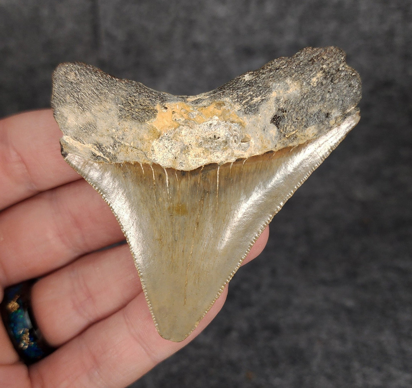 Authentic, 2.77" Fossil Megalodon Tooth - Meg Ledge - Fossil Driven