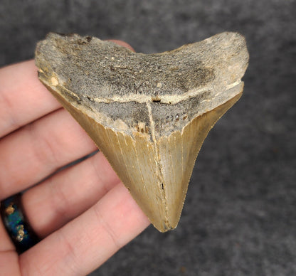 Authentic, 2.77" Fossil Megalodon Tooth - Meg Ledge - Fossil Driven