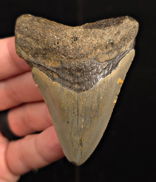 Authentic, 2.81" Fossil Megalodon Tooth - Meg Ledge, North Carolina - Fossil Driven