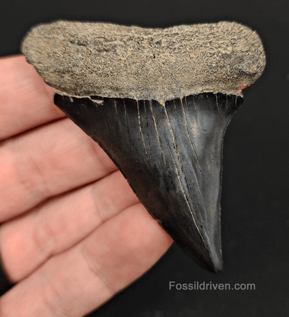 Authentic, 2.82" Fossil Mako Tooth - Savannah, Georgia - Fossil Driven