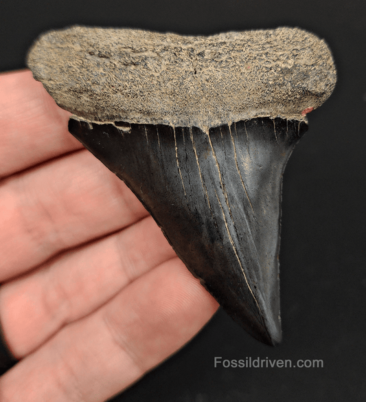Authentic, 2.82" Fossil Mako Tooth - Savannah, Georgia - Fossil Driven