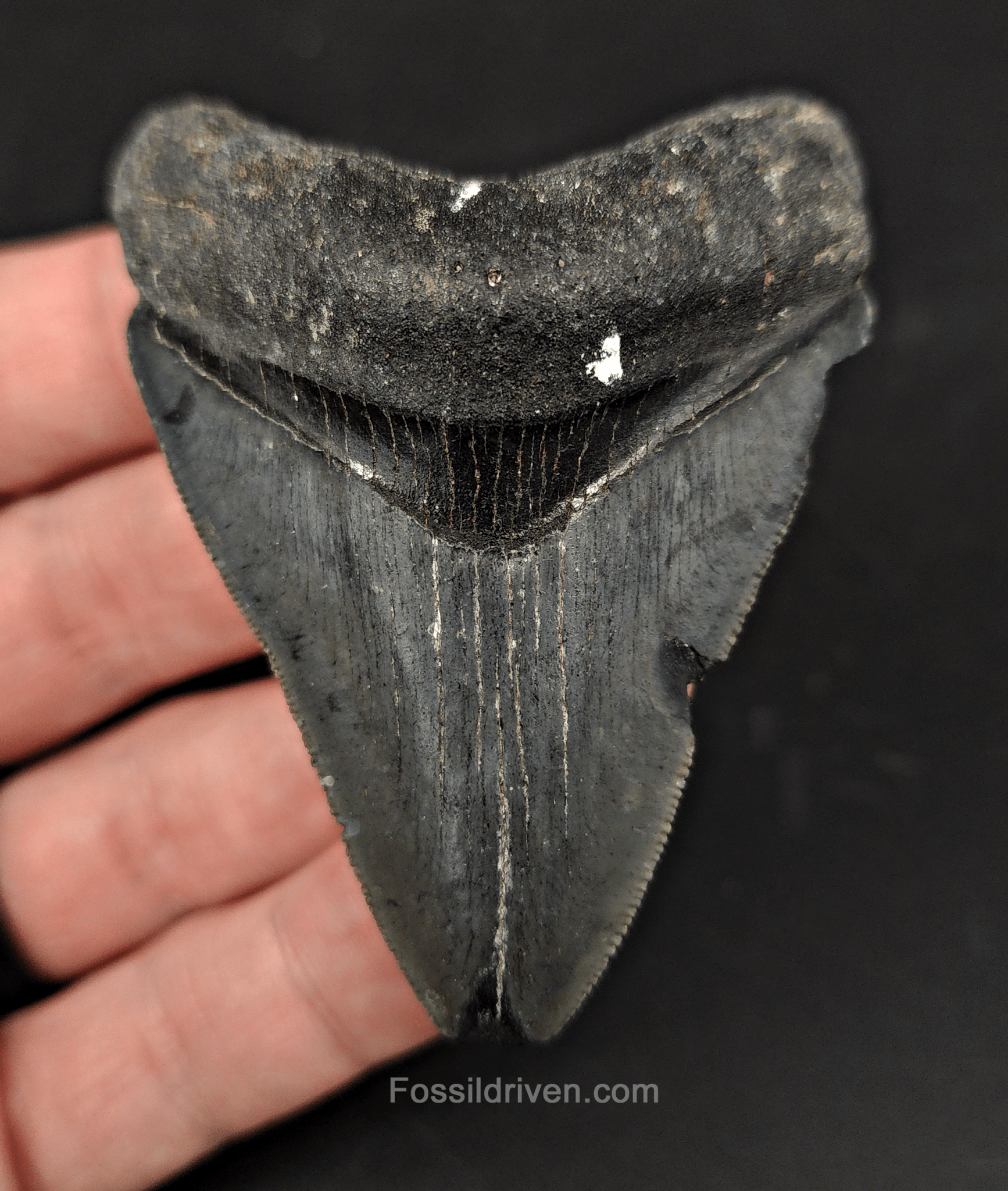 Authentic, 2.83" Fossil Megalodon Tooth - Venice, Florida - Fossil Driven