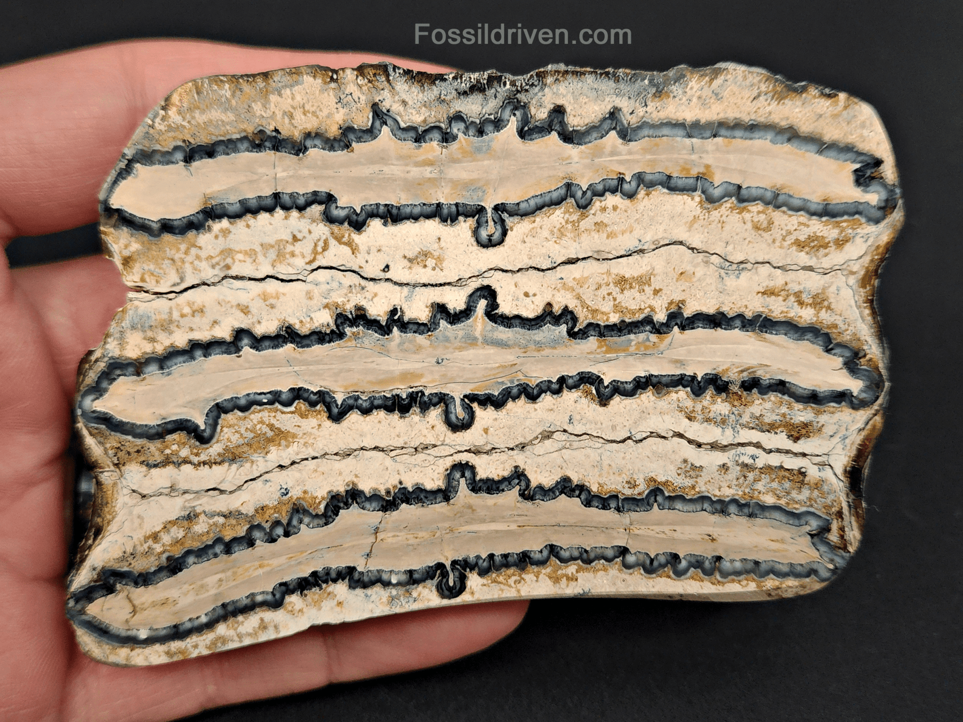 Authentic, 2.83" Polished Mammoth Tooth Slice - Venice, Florida - Fossil Driven