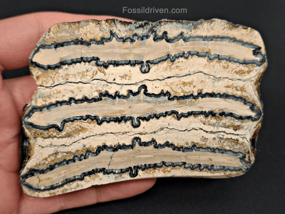 Authentic, 2.83" Polished Mammoth Tooth Slice - Venice, Florida - Fossil Driven