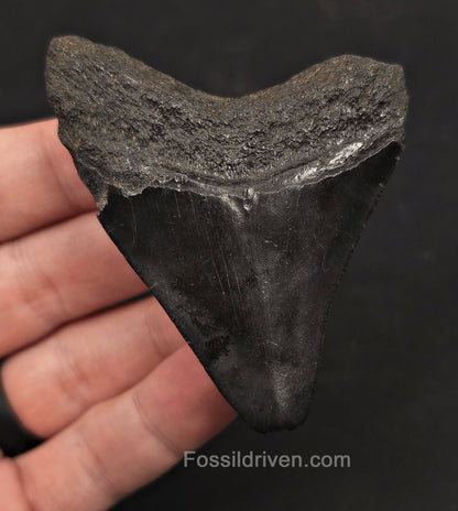 Authentic, 2.86" Fossil Megalodon Tooth - Charleston, South Carolina - Fossil Driven