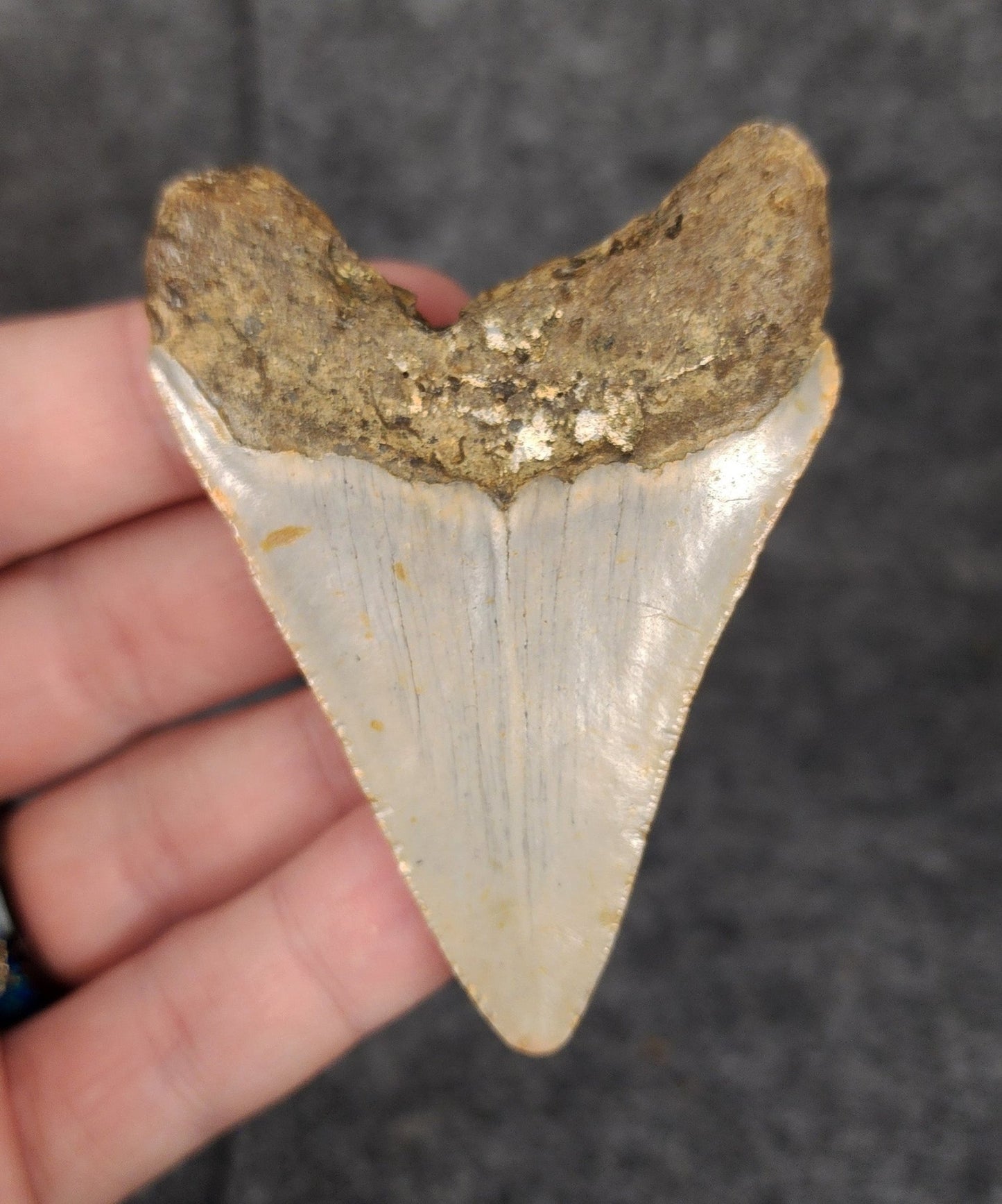Authentic, 2.86" Fossil Megalodon Tooth - Meg Ledge - Fossil Driven