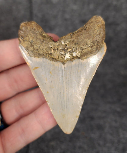 Authentic, 2.86" Fossil Megalodon Tooth - Meg Ledge - Fossil Driven