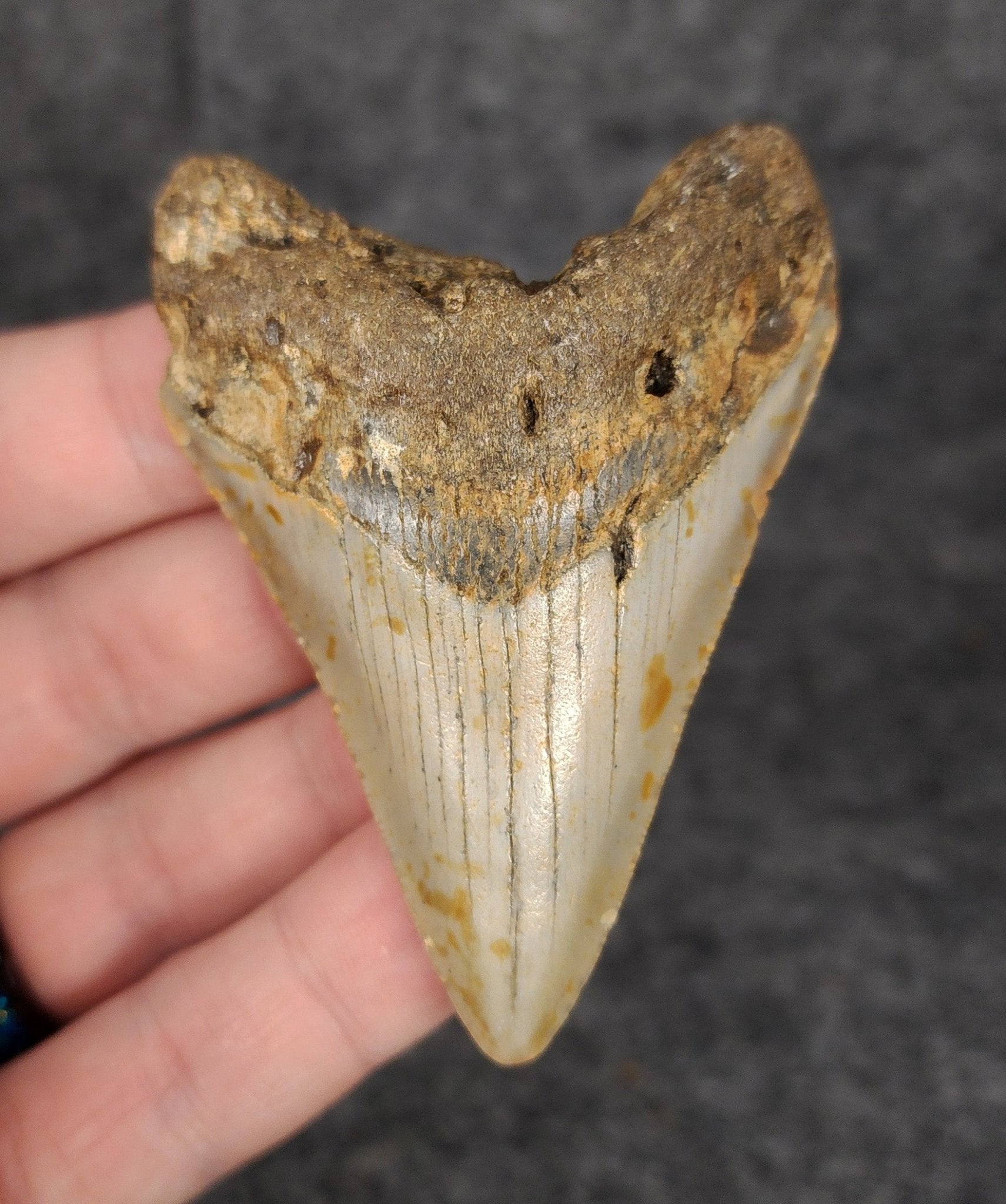 Authentic, 2.86" Fossil Megalodon Tooth - Meg Ledge - Fossil Driven