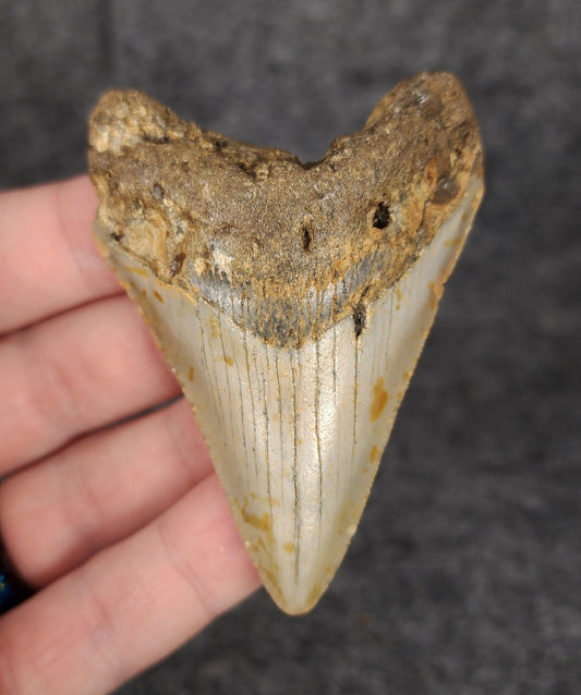 Authentic, 2.86" Fossil Megalodon Tooth - Meg Ledge - Fossil Driven
