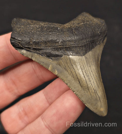 Authentic, 2.86" Fossil Megalodon Tooth - Meg Ledge, North Carolina - Fossil Driven